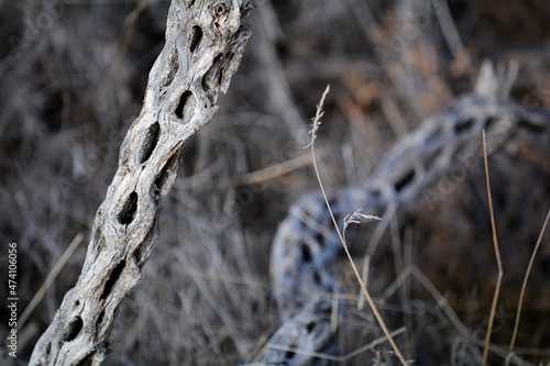 Textured Bush Brush in Desert in Arizona