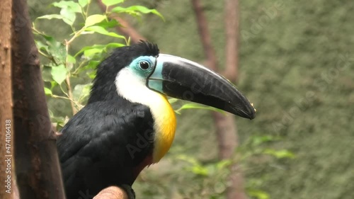 Channel-billed toucan in the forest background. Ramphastos vitellinus species from Caribbean island of Trinidad and South America. photo