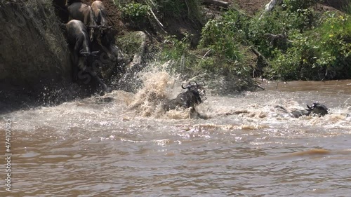 Wildebeests jumping into the river facing camera photo