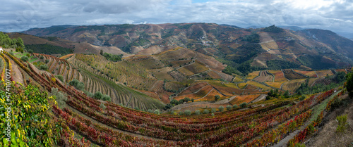 Panoramic view on Douro river valley and colorful hilly stair step terraced vineyards in autumn, wine making industry in Portugal