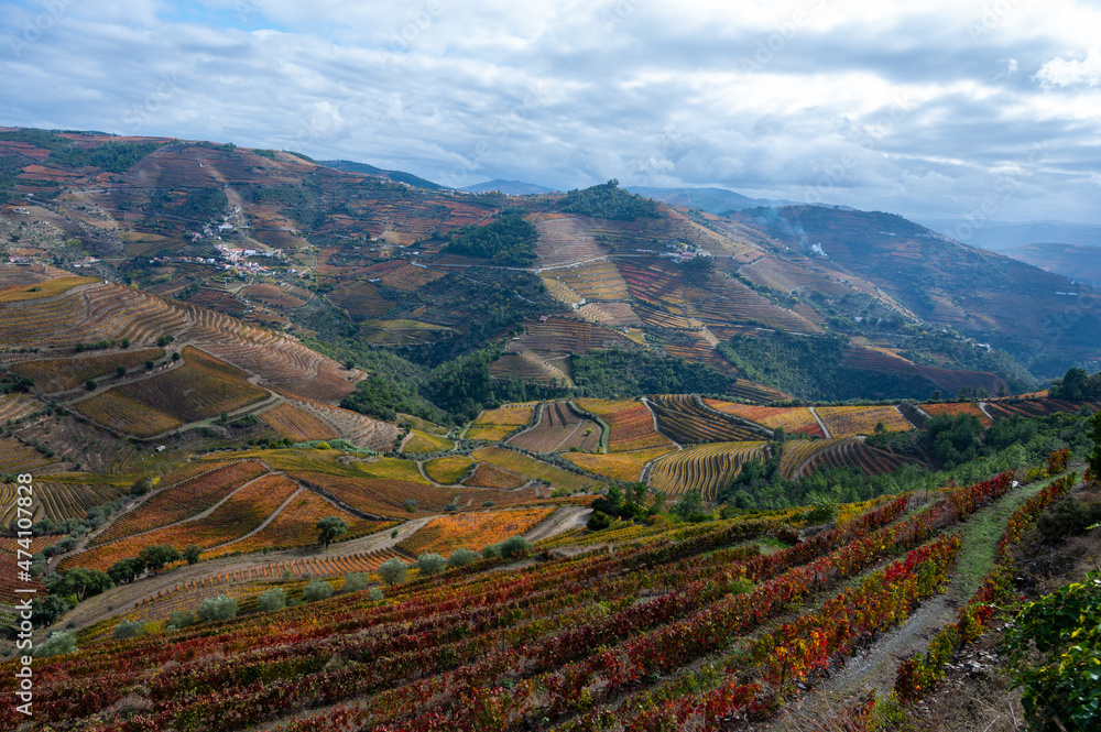 Panoramic view on Douro river valley and colorful hilly stair step terraced vineyards in autumn, wine making industry in Portugal