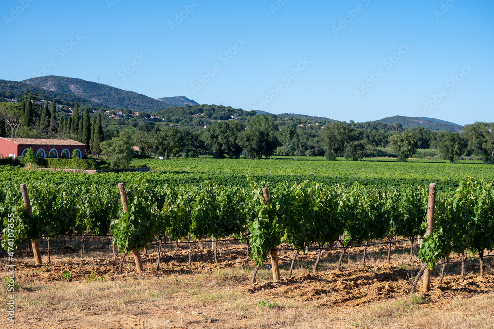 Wine making in  department Var in  Provence-Alpes-Cote d'Azur region of Southeastern France, vineyards in July with young green grapes near Saint-Tropez, cotes de Provence wine.