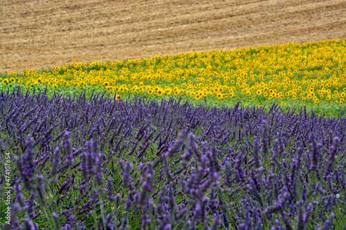 Blossom of yellow sunflowers and purple lavender plants on fields in Provence  France