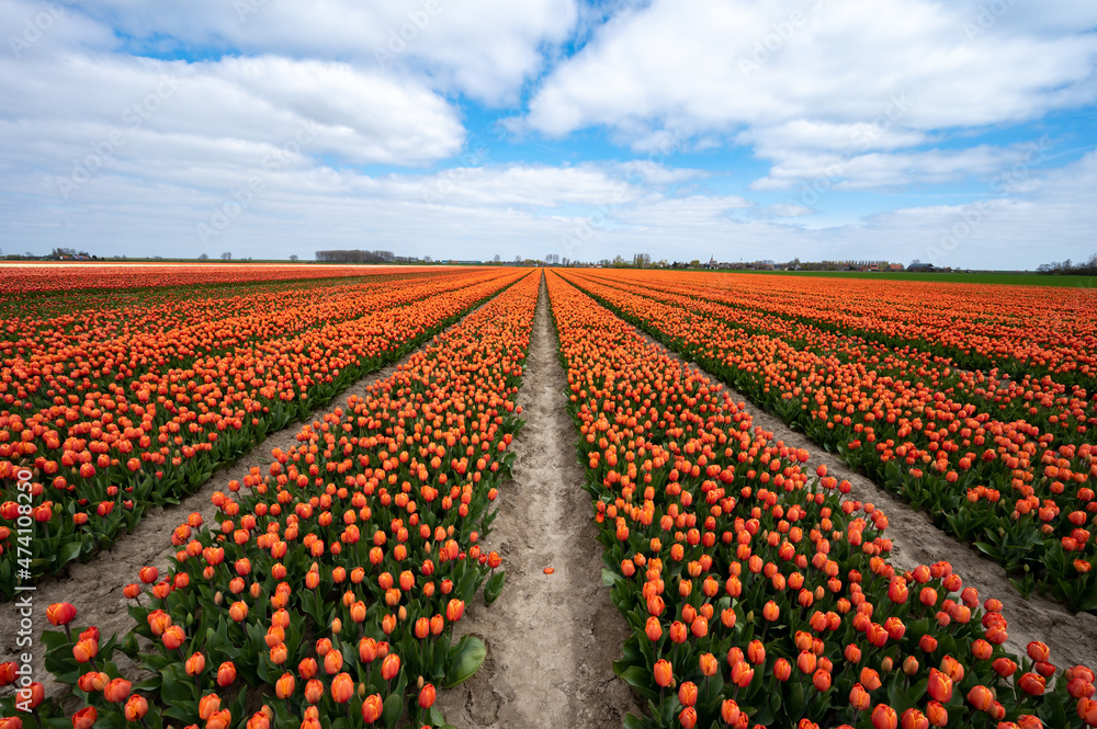 Tulip bulbs production industry, colorful tulip flowers fields in blossom in Netherlands