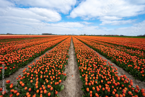 Tulip bulbs production industry  colorful tulip flowers fields in blossom in Netherlands