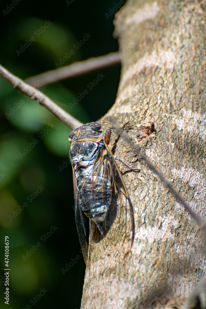 Symbol of Provence, cicada orni insect sits on tree close-up