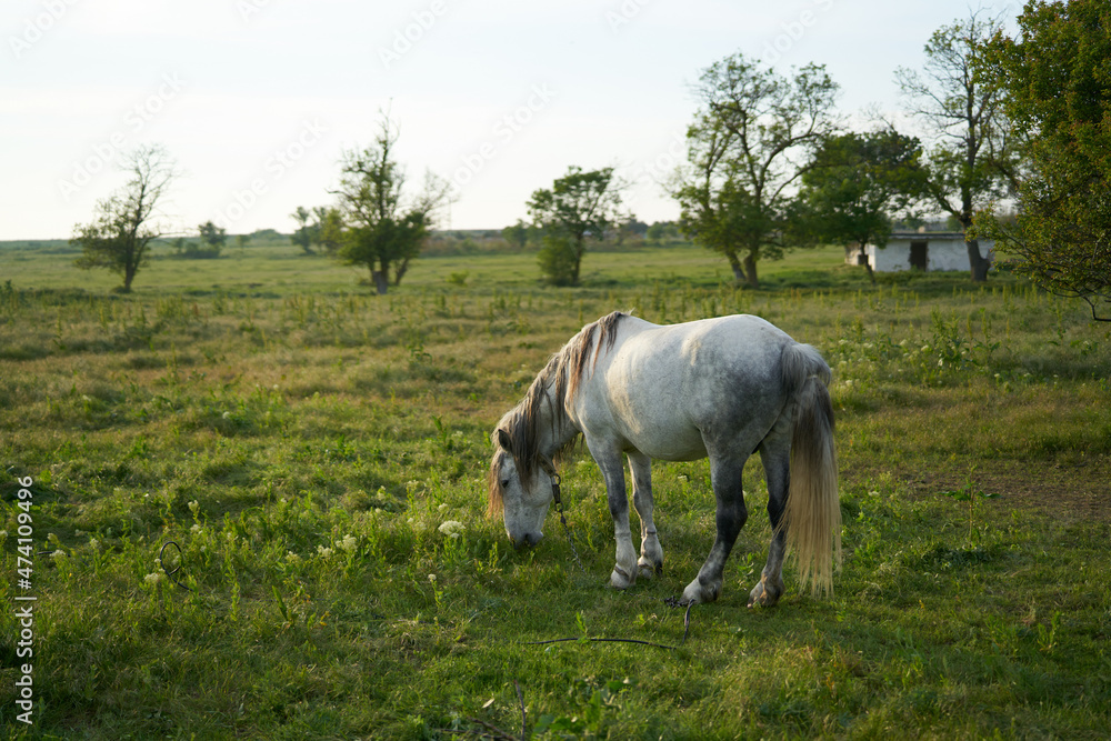 Horse in the field eating grass morning nature animal Horse in the field eating grass morning nature animal