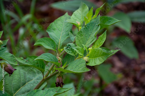 Wallpaper Mural Atropa belladonna, commonly known as belladonna or deadly nightshade, is  poisonous perennial herbaceous plant in  nightshade family Solanaceae Torontodigital.ca