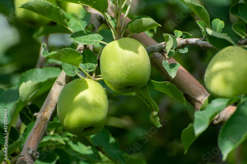 Young green apples growing on apple trees on orchards in Provence, France