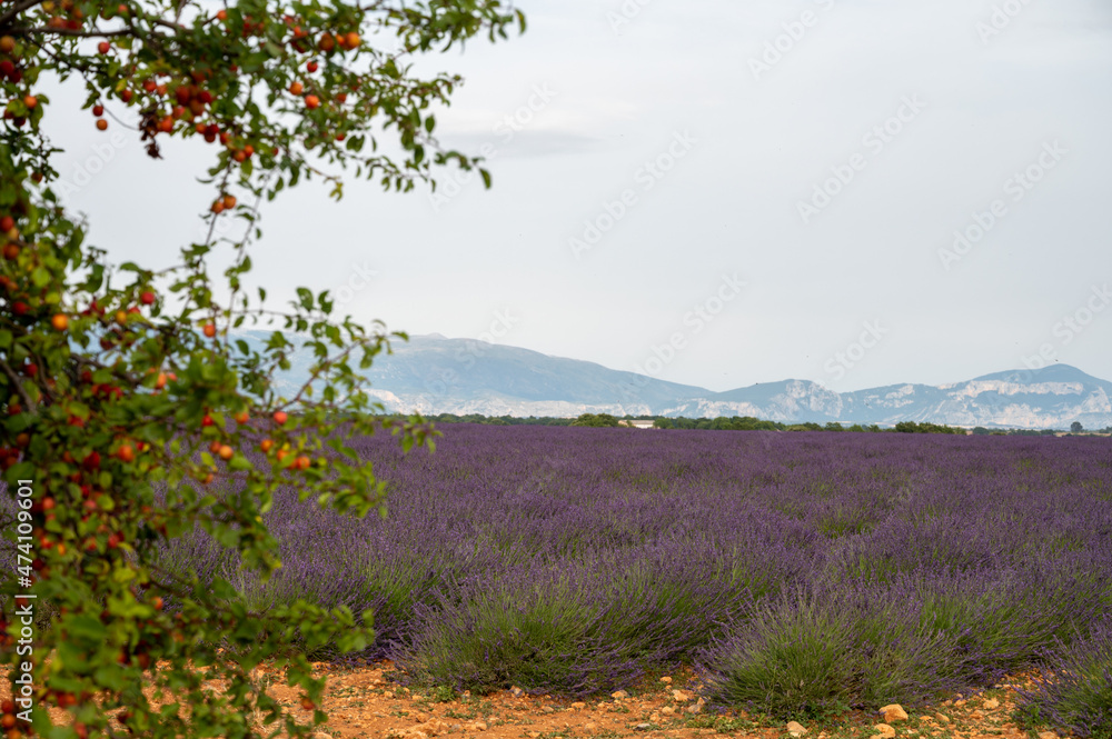 Touristic destination in South of France, colorful lavender and lavandin fields in blossom in July on plateau Valensole, Provence. Touristic destination in South of France, colorful lavender and lavandin fields in blossom in July on plateau Valensole, Provence.