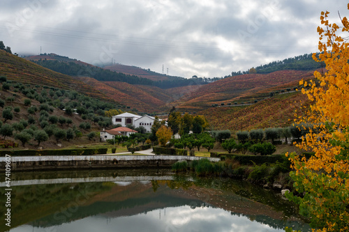 View on Douro river with reflection in water of colorful hilly stair step terraced vineyards in autumn  wine making industry in Portugal