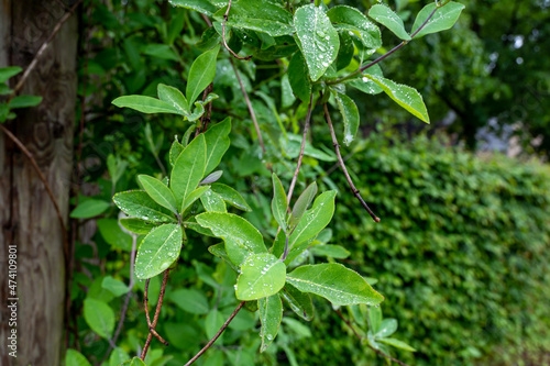Botanical collection  Lonicera caprifolia climbing plant