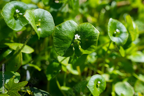 Spring blossom of Claytonia perfoliata or miner's lettuce, Indian lettuce, spring beauty, winter purslane. photo