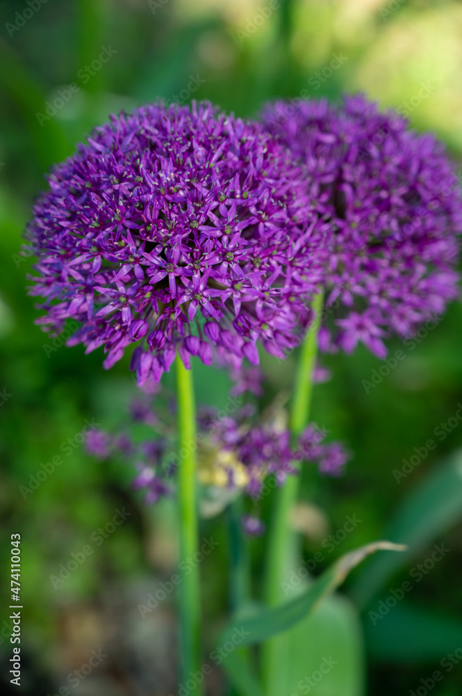 Obraz premium Botanical collection, violet blossom of ornamental garden plant Alllium, chive onion plant