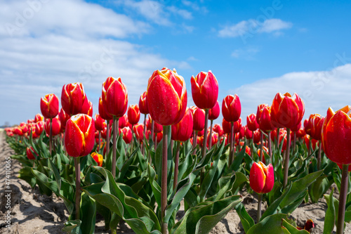 Tulip bulbs production industry  colorful tulip flowers fields in blossom in Netherlands