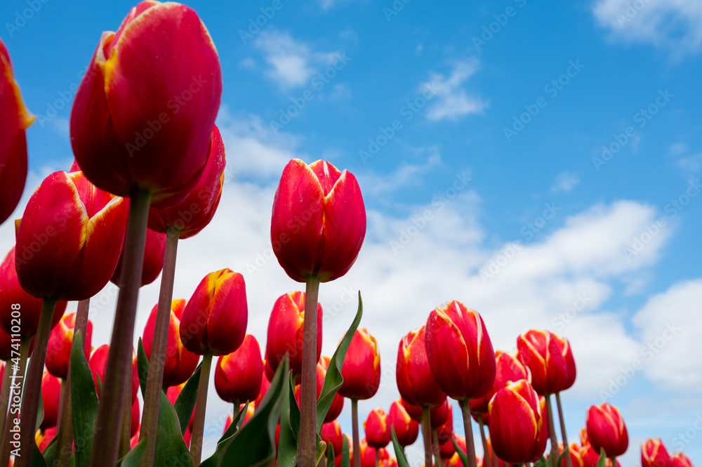 Obraz premium Tulip bulbs production industry, red tulip flowers fields in blossom in Netherlands up view