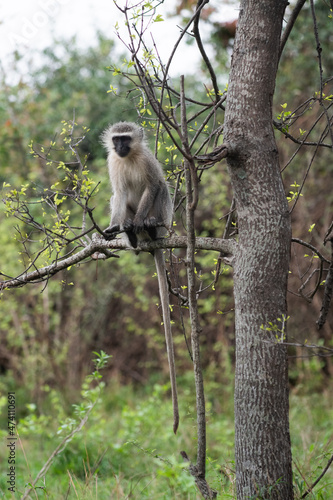 Vervet monkey in tree