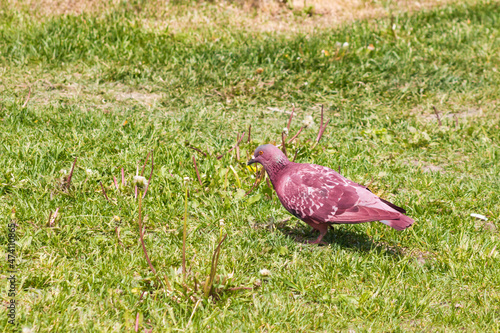 Red dove walks on green grass on a sunny day