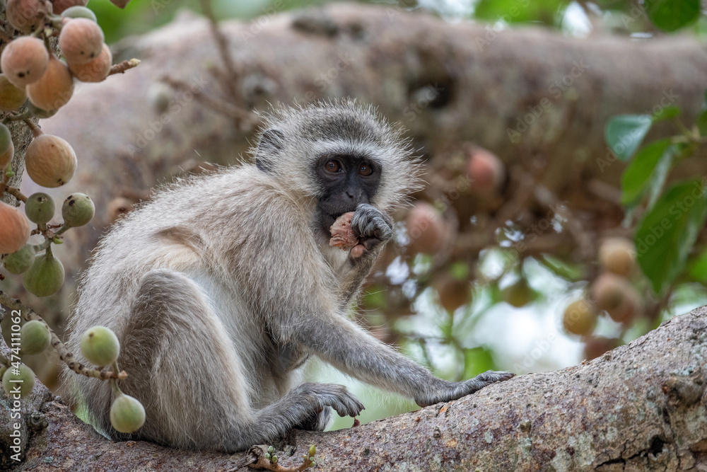 Fototapeta premium Vervet monkey in tree