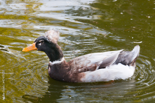 Crested duck swims on green water in a pond