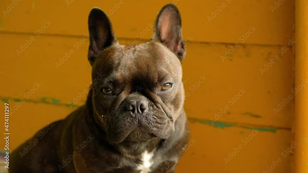 Pet French bulldog, close-up portrait