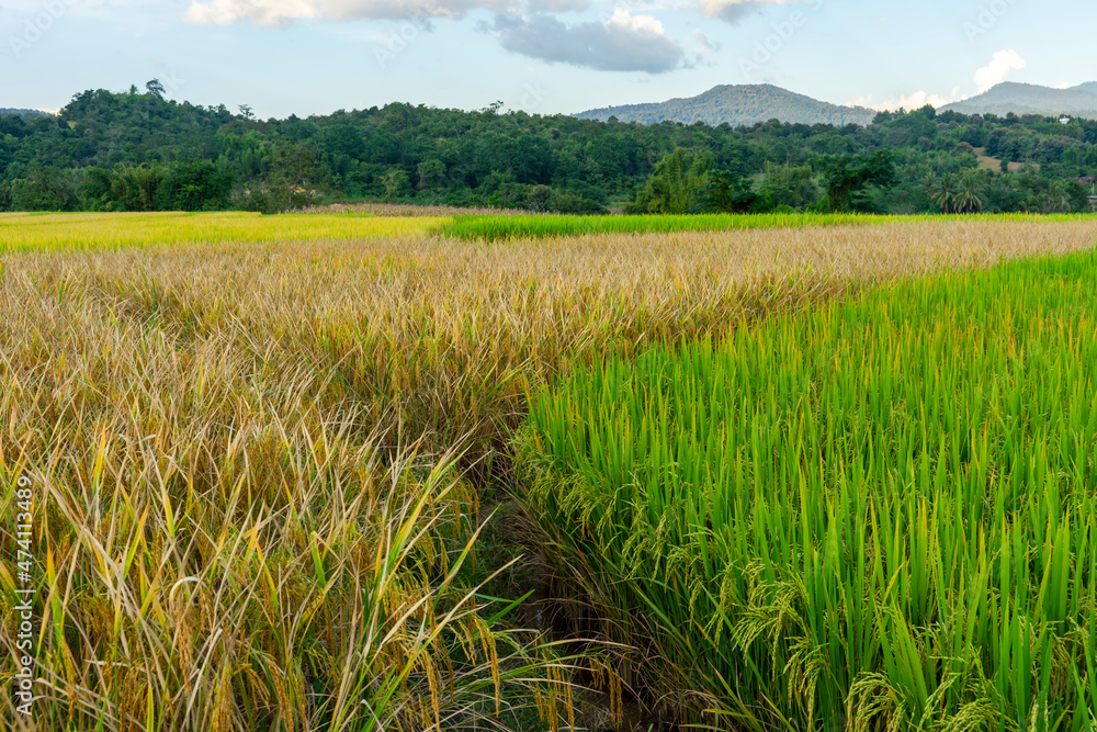 The multicolored rice fields are yielding. golden rice grain The multicolored rice fields are yielding. golden rice grain
