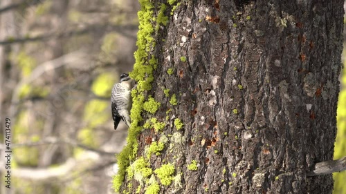 Hairy woodpecker pecking moss on a tree 