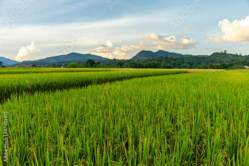 The vast green rice fields are growing. time to yield rice seed