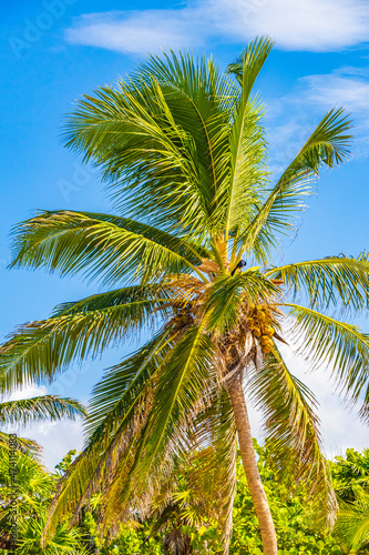 Wallpaper Mural Tropical palm tree with blue sky Playa del Carmen Mexico. Torontodigital.ca