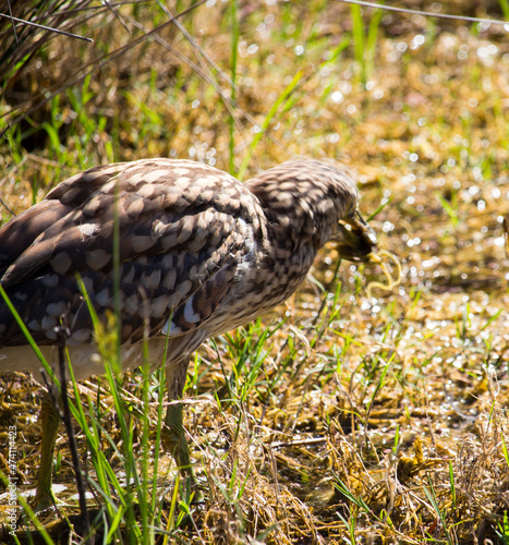 Juvenile Nankeen Night heron Nycticorax caledinicus ,is heavily spotted and streaked grey-brown with a grey-black bill with yellowish cutting edges, and feet olive green with yellow eyes,in a swamp.  photo