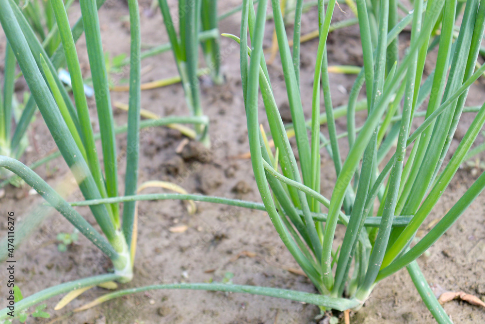 green colored onion farm on field green colored onion farm on field