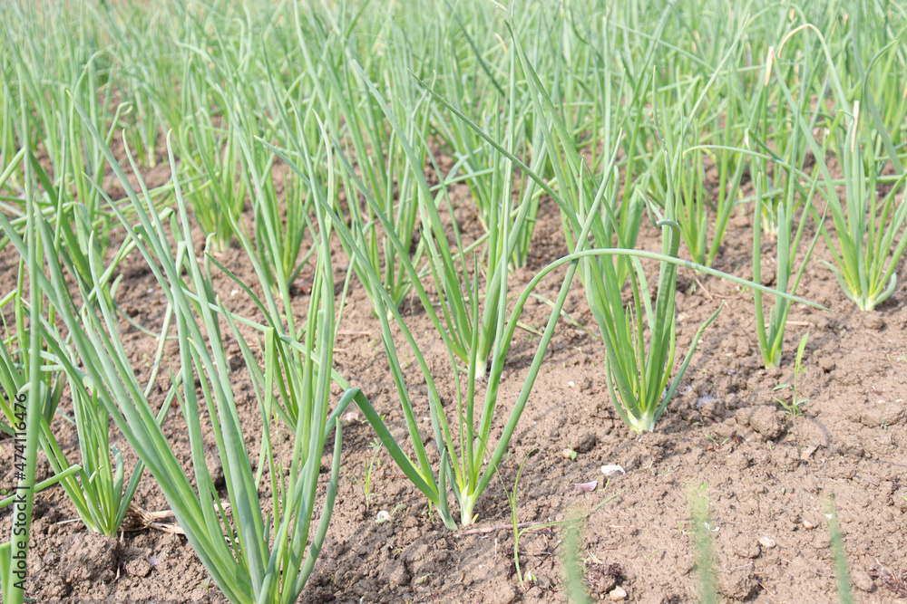 green colored onion farm on field green colored onion farm on field
