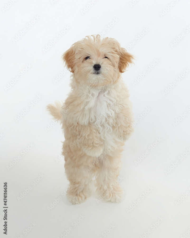 young shaggy puppy maltipu stands on his hind legs in the studio on a white background young shaggy puppy maltipu stands on his hind legs in the studio on a white background