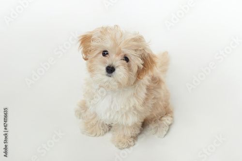 young shaggy puppy maltipu sits in the studio on a white background © Vadzim