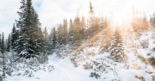 Fototapeta Naklejka Na Ścianę i Meble -  Frozen winter forest pine trees in December. Dreamy atmospheric landscape frozen scenery