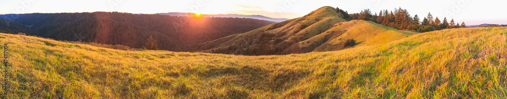 Obraz premium golden wheat field
