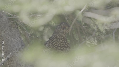 Female grouse hiding in pine tree  photo