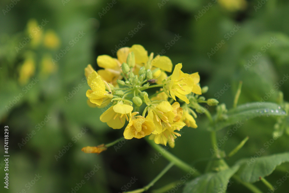 mustard and onion firm view on field mustard and onion firm view on field