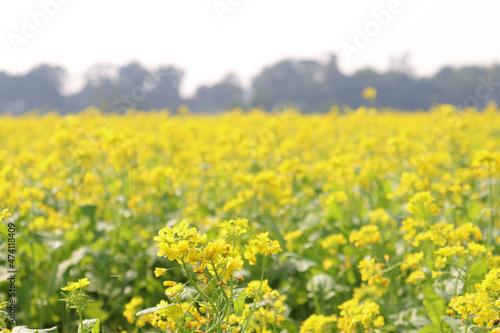 mustard and onion firm view on field © CMYK MAKER
