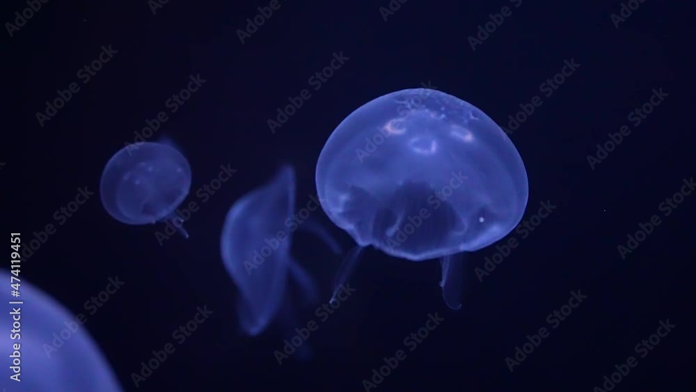 Blue and purple jellyfish propelling themselves in the black seawater - isolated close up Blue and purple jellyfish propelling themselves in the black seawater - isolated close up