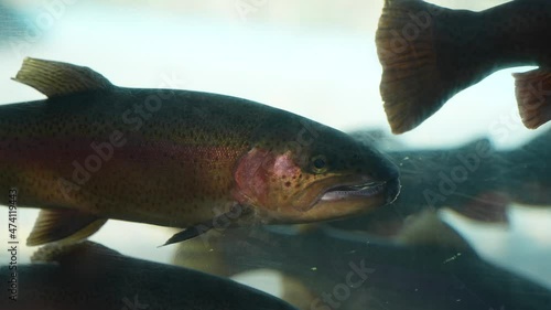 Rainbow trout holding position is a gentle freshwater current - isolated underwater close up photo