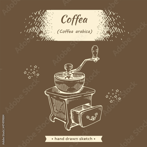 Coffea arabica. Coffee mill and grains.