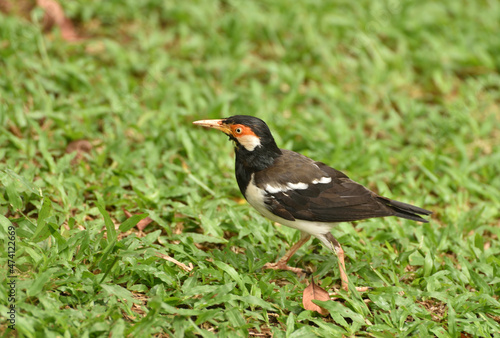 The Indian pied myna, Gracupica contra is a species of starling found in the Indonesia and usually found in small groups mainly on the plains and low foothills. Locally name is Jalak Suren.  © Eko