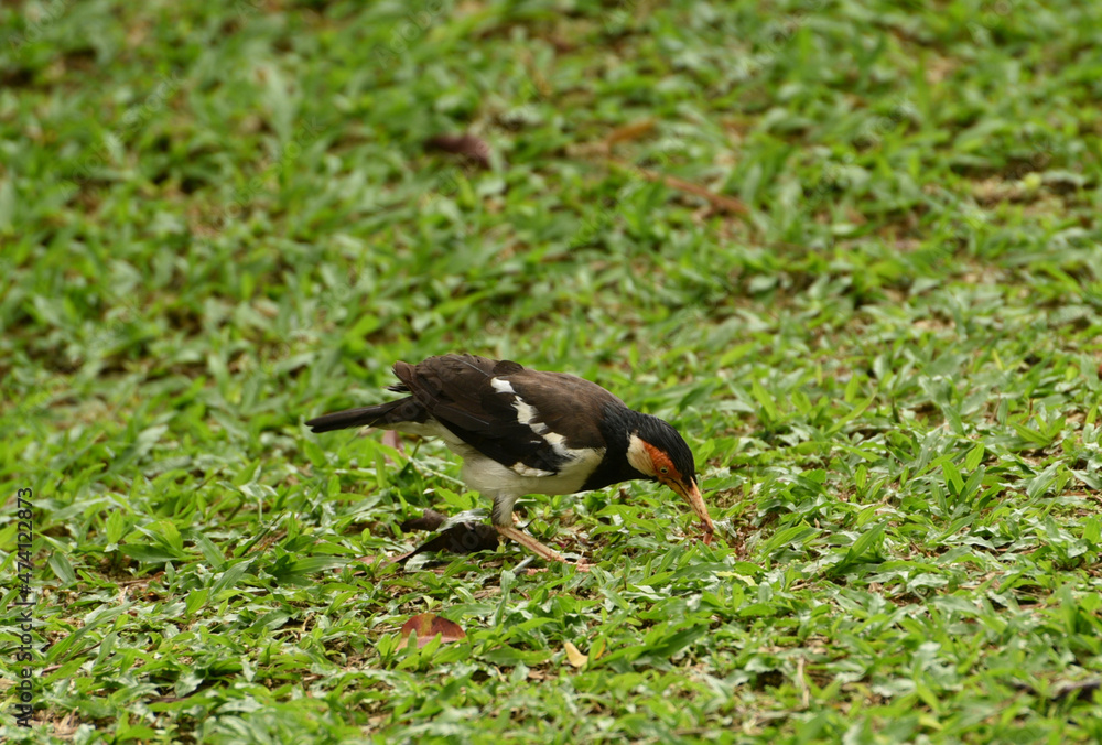 Obraz premium The Indian pied myna, Gracupica contra is a species of starling found in the Indonesia and usually found in small groups mainly on the plains and low foothills. Locally name is Jalak Suren. 
