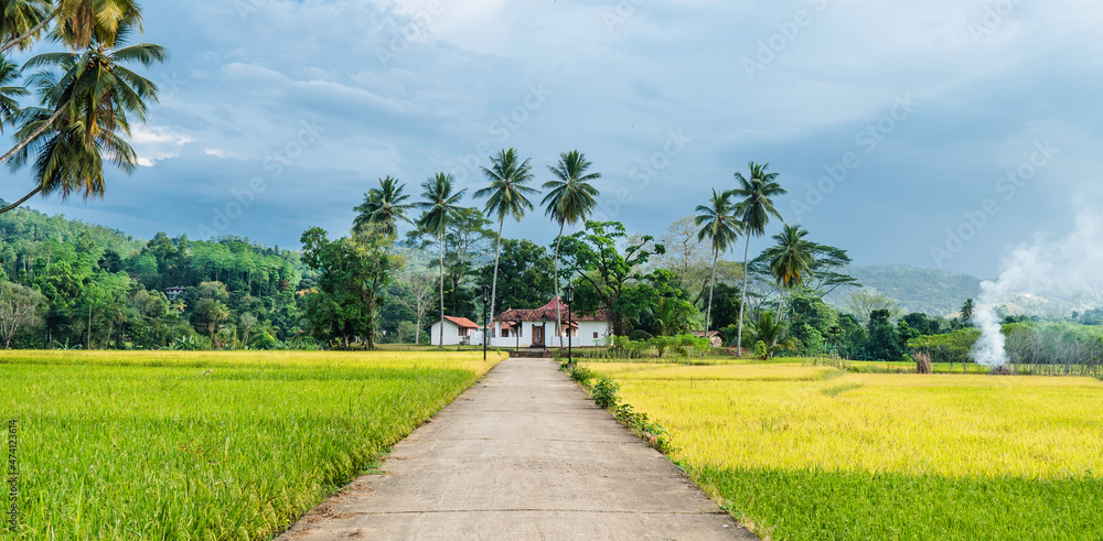 Beautiful rice fields and jungles with palm trees on natural landscape