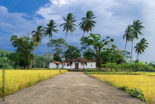 Beautiful rice fields and jungles with palm trees on natural landscape
