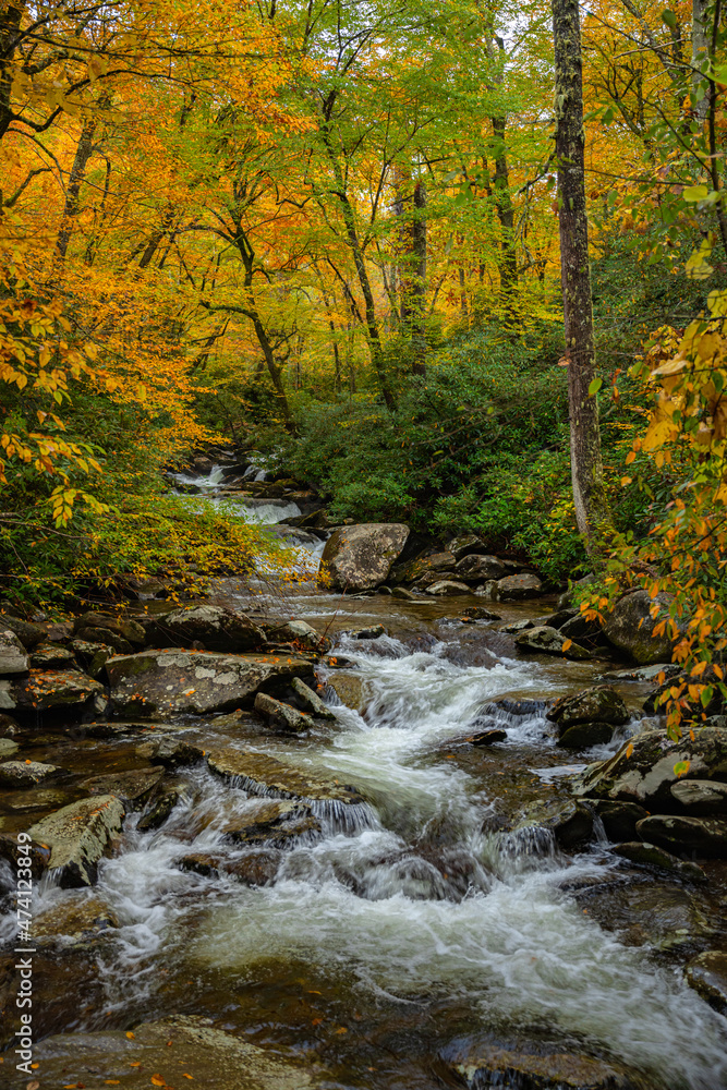 Rushing Water Flows Below Quickly Changing Fall Leaves
