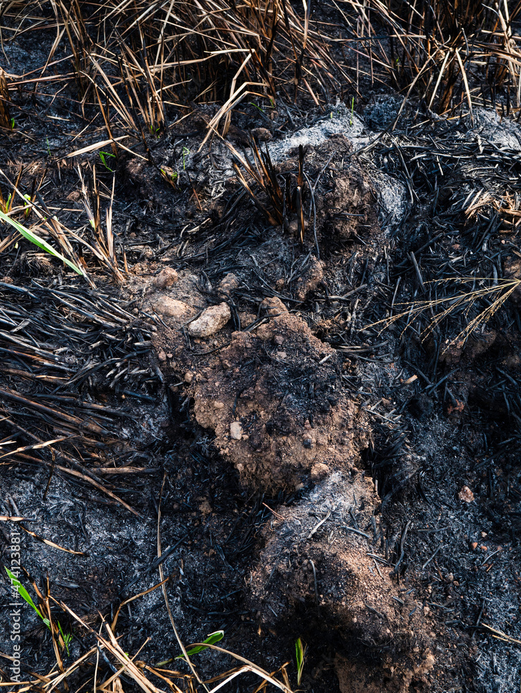 Recently burned forest fire smork Recently burned forest fire smork