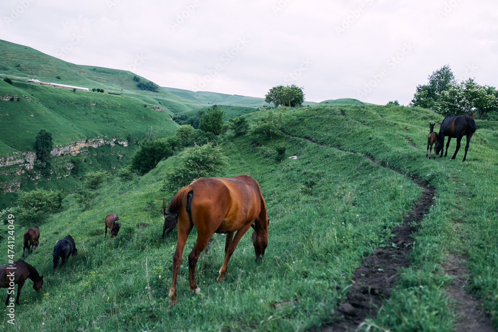 herd of horses in a field green grass landscape wilderness