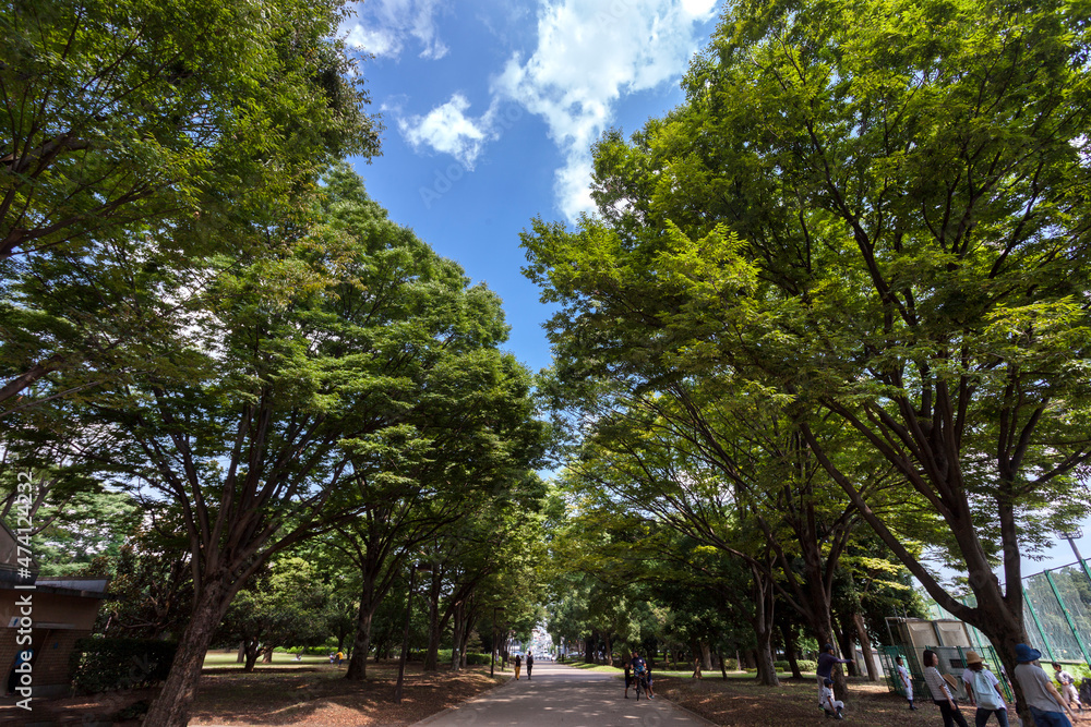 砧公園(都立砧公園・東京都世田谷区) 砧公園(都立砧公園・東京都世田谷区)